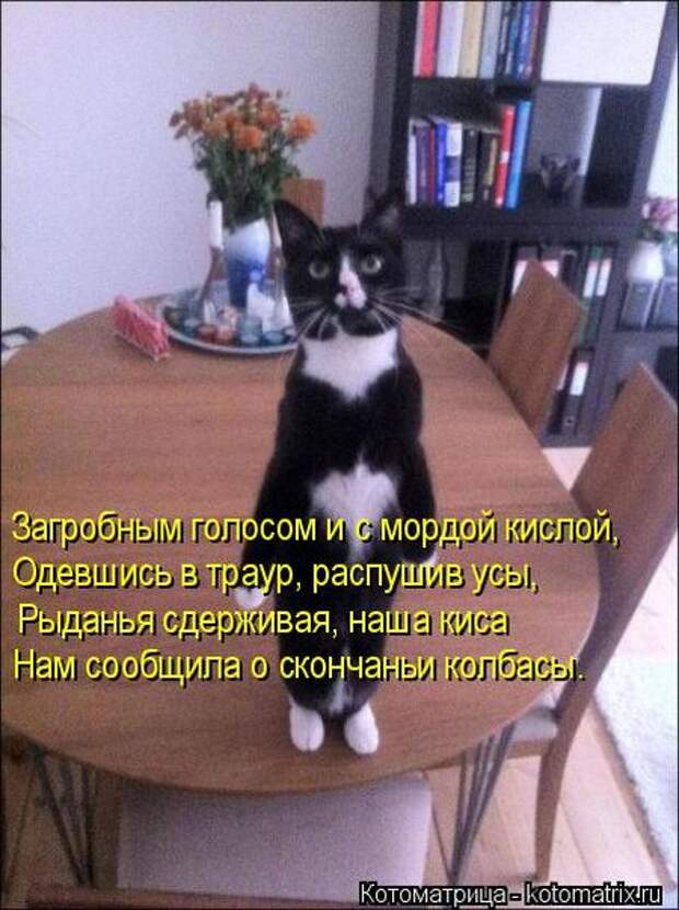 Котоматрицы(картинки с надписями)