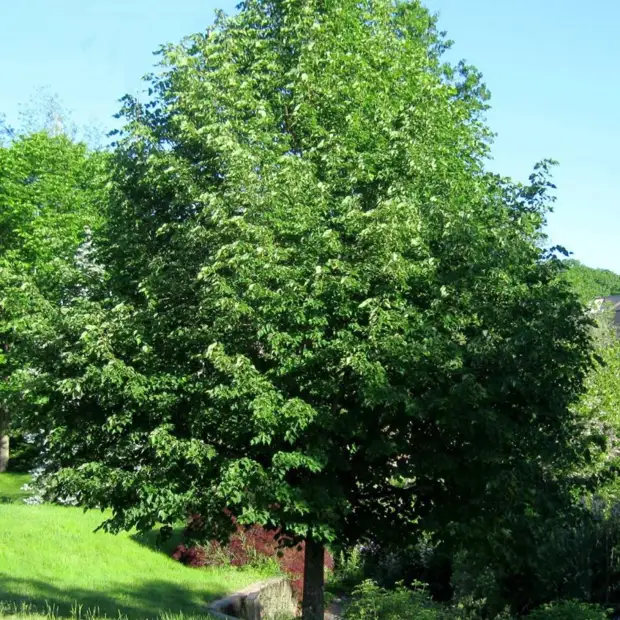 Липняк Шайтанский