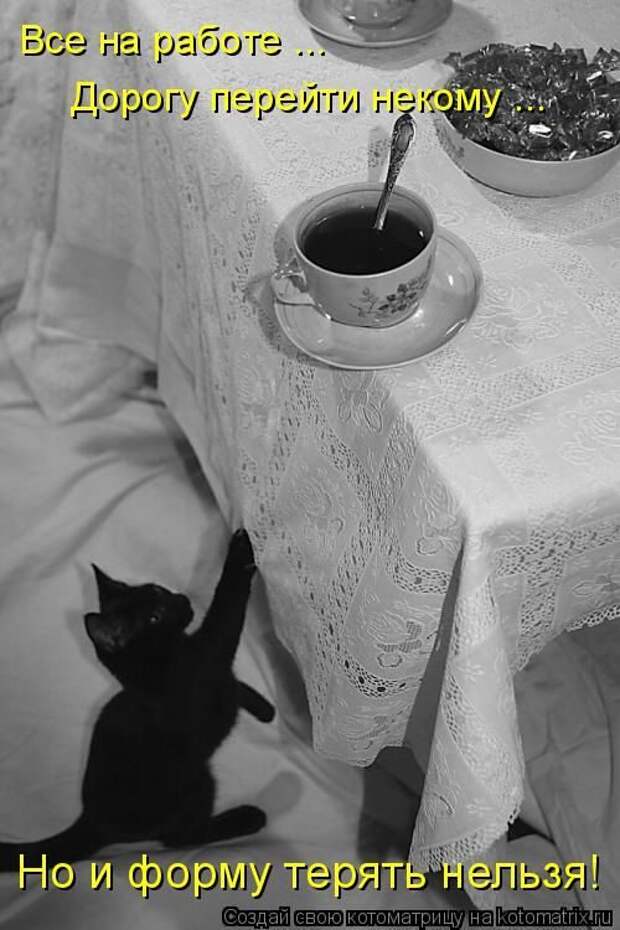 Лучшие котоматрицы недели