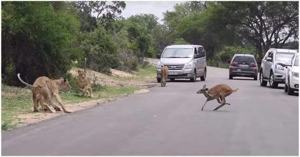 Антилопа-самоубийца решила пробежать через строй идущих по своим делам львов Парк Крюгера, антилопа, в мире, видео, животные, интересное, лев, львы, юар