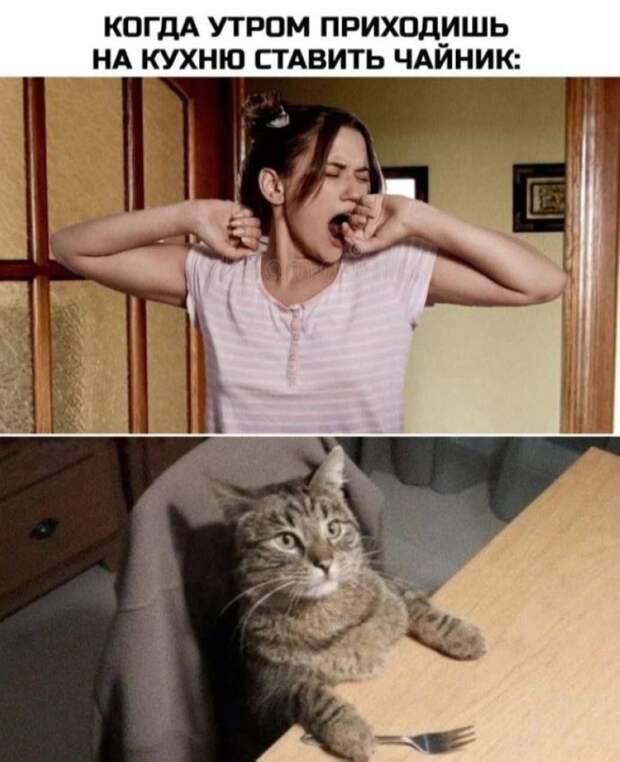 мемы