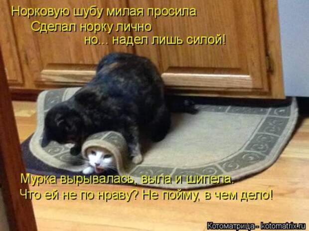 Лучшая котоматрица за неделю (31 шт)
