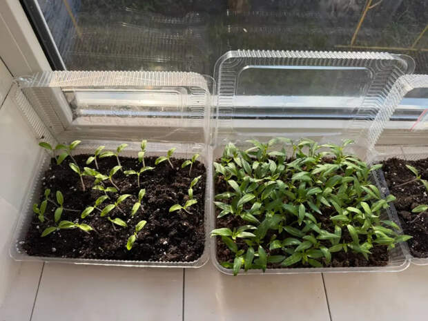 Фитолампа прошлый век: это за 2 дня превращает хилую рассаду в мощные «жирные» кусты