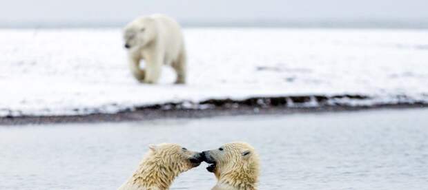 С побережья за происходящим следила мама-медведица  аляска, животные, полярный медведь