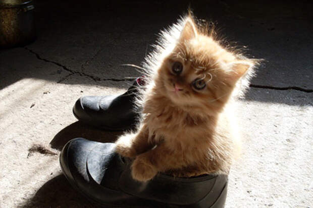 Чем наказывать котов за особое внимание к вашей обуви, лучше эту самую обувь спрятать