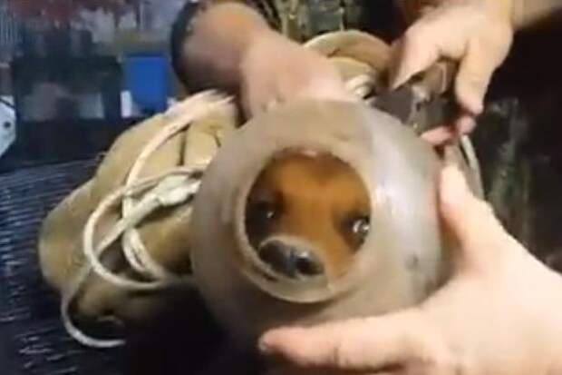 This dog was trapped in a jug for two months