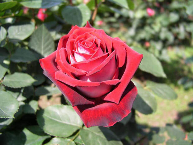 Роза сорта Osiria