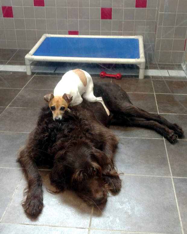 Двое приютских псов стали неразлучными друзьями дружба, животные, собаки, трогательно