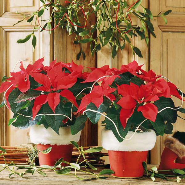 home-flowers-in-new-year-decorating1-5 (600x600, 136Kb)