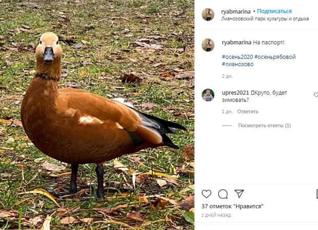 Огаря в Лианозовском парке сфотографировали «на паспорт»
