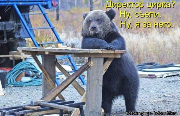 Котоматрицы(картинки с надписями)