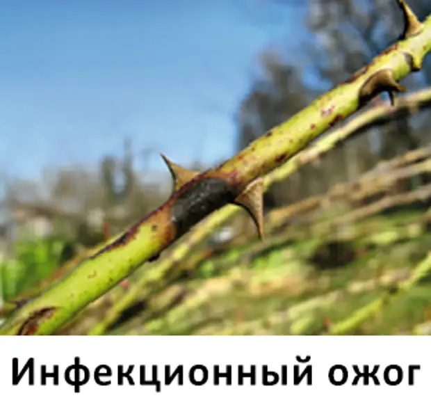 ботритис стебля розы. инфекционный ожог. цитоспороз розы. бактериальный ожог плетистой розы. инфекционный бактериальный ожог роз.