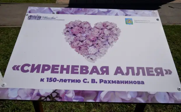 В Рассказовском районе высадили сиреневую аллею