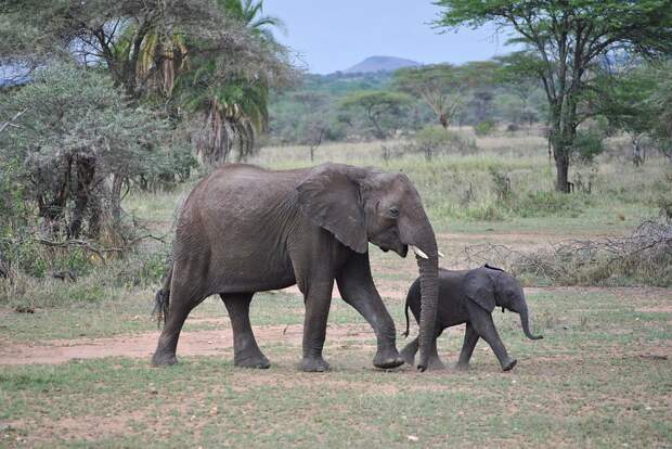 Слон, Baby, Танзания, Серенгети, Африка, Животные