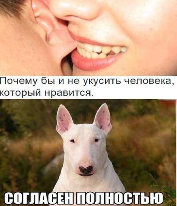 Смешные картинки с надписями