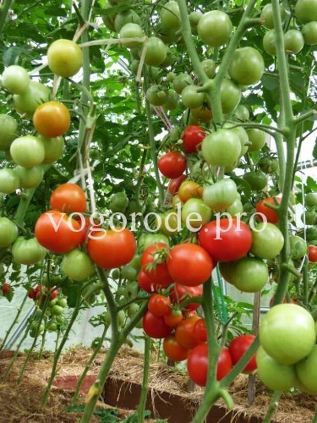 выращивание помидоров, детерминантный сорт, индетеминантный сорт