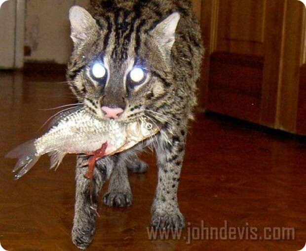 Джон Дэвис - кот рыболов