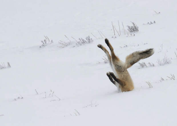 Лисица нырнула в белоснежный сугроб за добычей, которую может расслышать своим проницательным слухом под толщей снега.