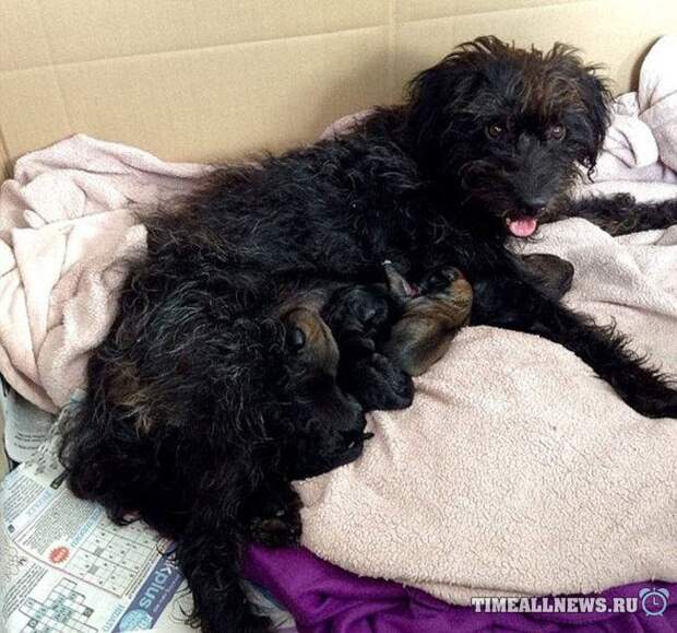 Благодарная девушка приютила спасшую ее бездомную собаку