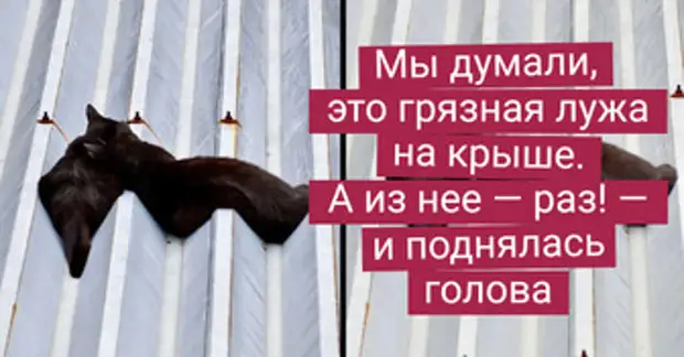 15+ «жидких» котов, которые способны просочиться в любую щель