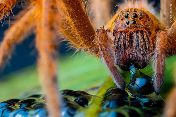 Победители фотоконкурса Wildlife Photographer of The Year 2020