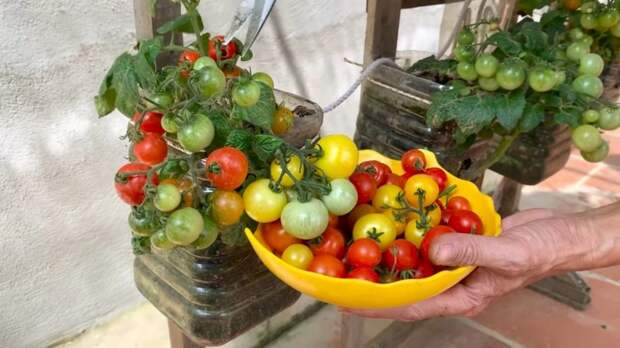Выращивайте мини томаты на балконе