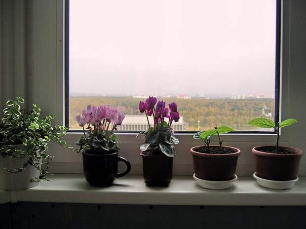 4384674_foto_012 (700x524, 235Kb)