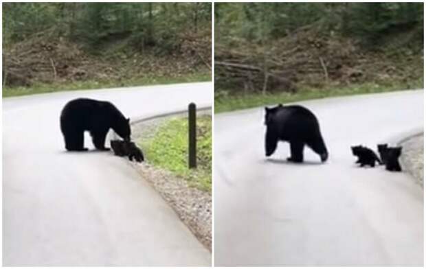 Водитель остановился, чтобы пропустить медведицу, но та была не одна видео, животные, забавно, медведи, медведица, медвежата, мило, природа