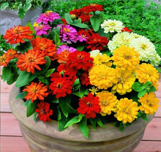 Циния для приусадебного участка: фото, виды и сорта, особенности посадки (75 фото)