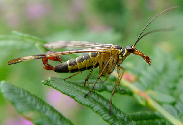 Скорпионовая муха (Panorpidae). Фото: zoopicture.ru
