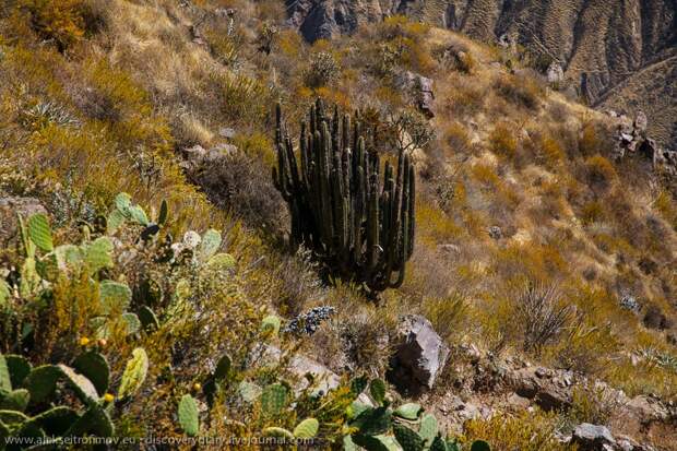 colca16 Спускаемся в глубочайший каньон на Земле