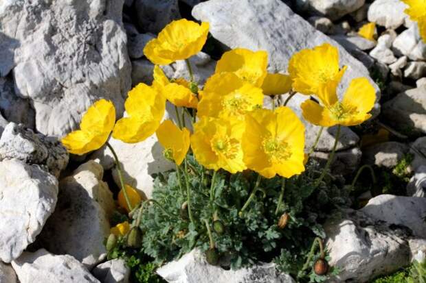 Мак альпийский (Papaver alpinum)