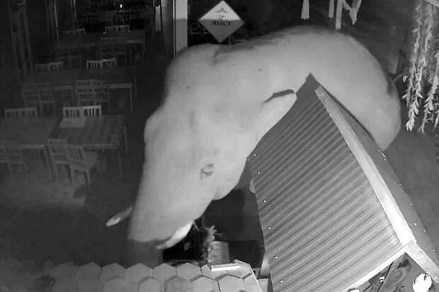 Bangkok Post: в Таиланде cлон разгромил ресторан