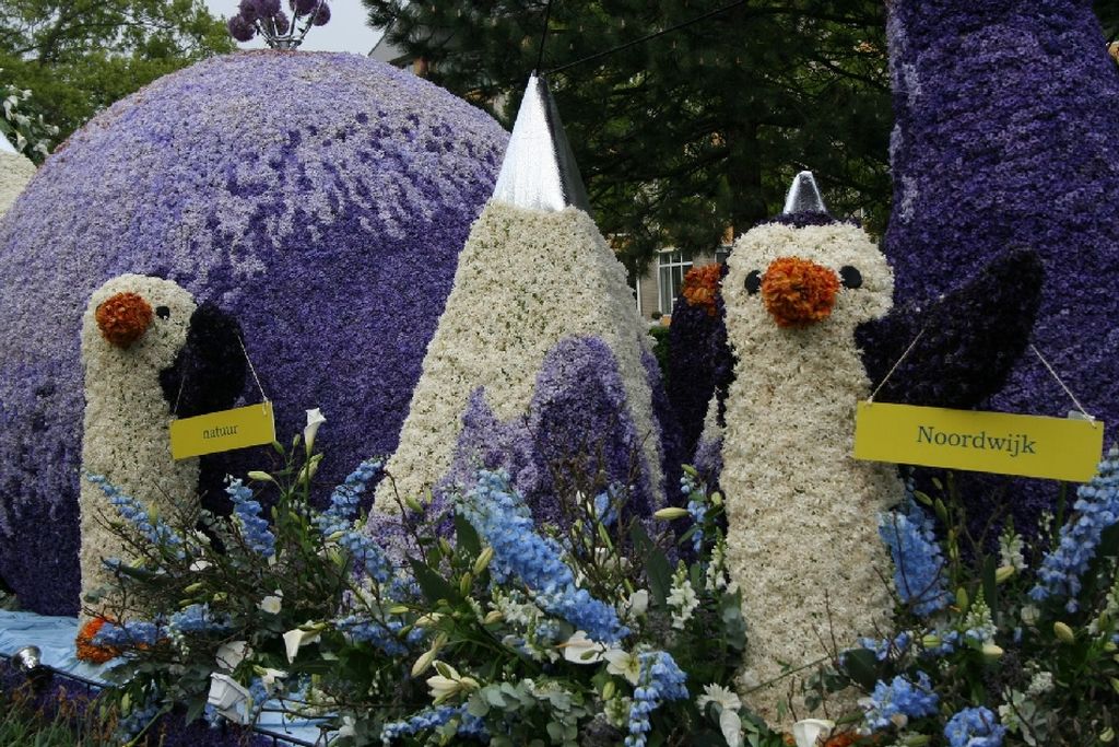 NewPix. ru - Голландский фестиваль цветов Bloemencorso