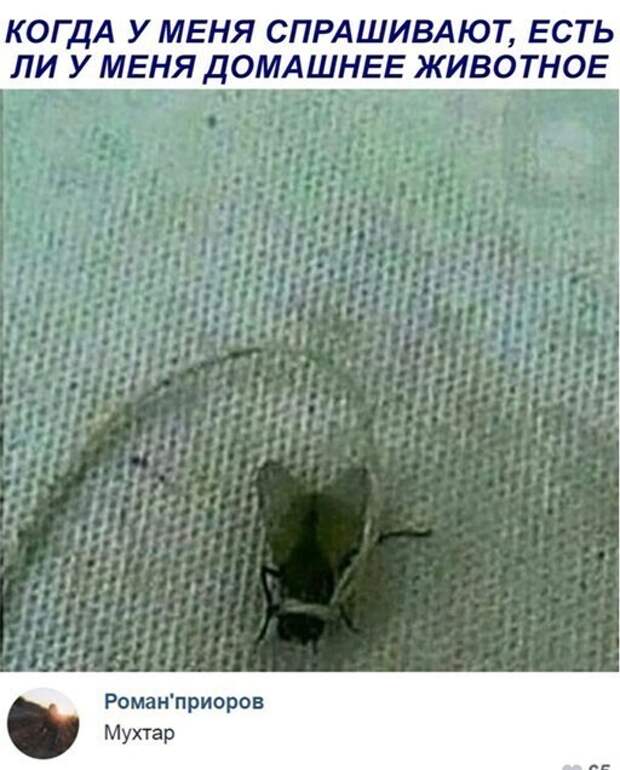 Мухтар