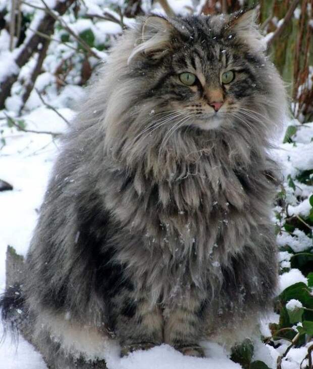 24. Норвежская лесная кошка