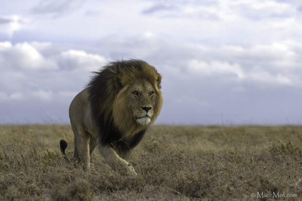 The King strides out by Marc MOL on 500px.com