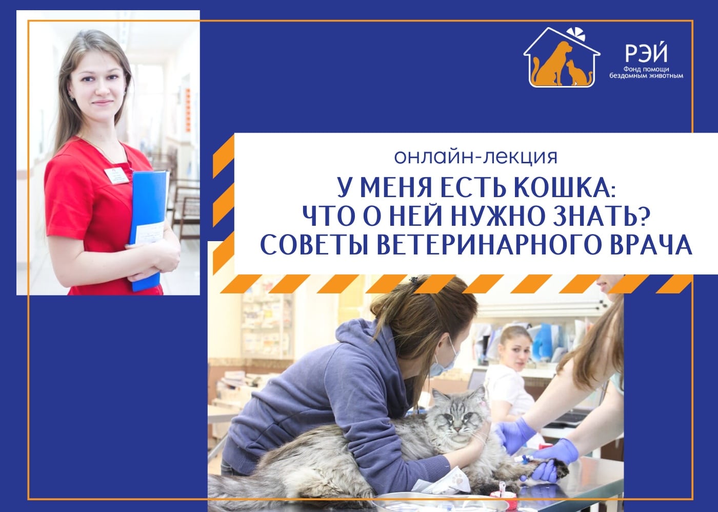 Онлайн-лекция о грамотном содержании кошки для владельцев и тех, кто только планирует завести пушистого друга