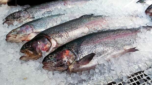 Spiegel предупредил о появлении «зомби-лососей» на фермах в Исландии