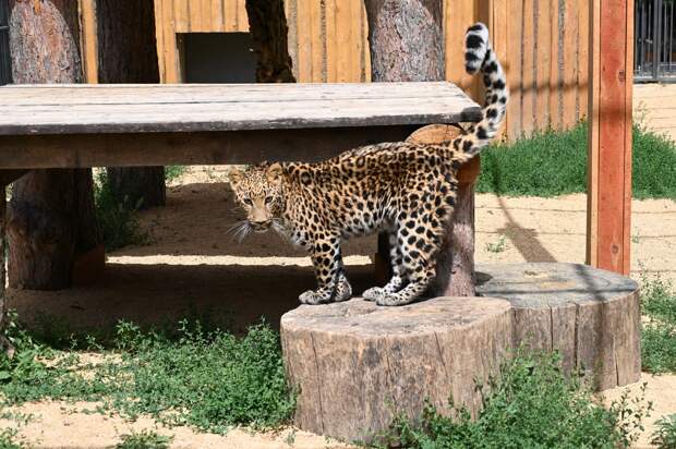 В зооуголке Симферополя оборудовали новый вольер для леопарда Маркизы