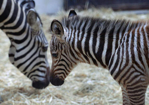 Саванные зебры в зоопарке Будапешта