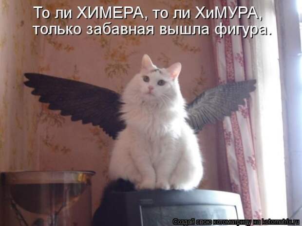 Лучшие котоматрицы недели
