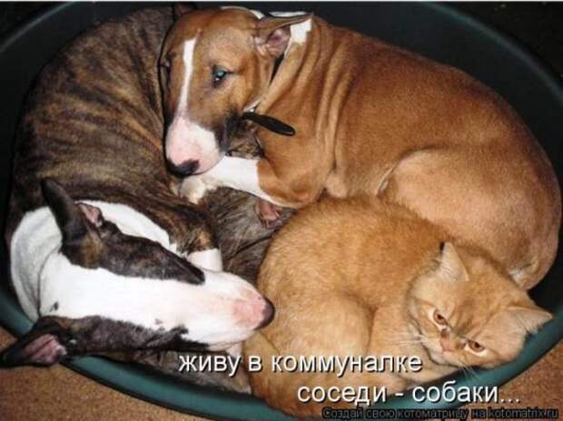 Котоматрицы (картинки с надписями)