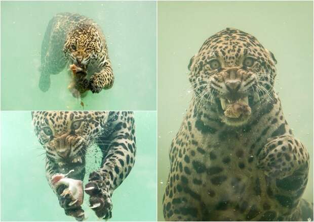 Редкие кадры: ягуар ныряет в воду за едой jaguar, животные, киска, красота, под водой, природа, фото, фотомир