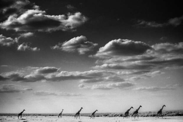 черно белые фотографии африканской дикой природы (3)