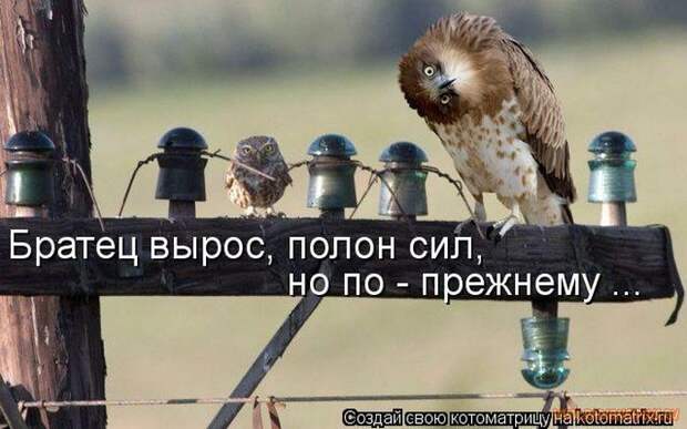 Уфф!!! Ну наконец-то! Котоматрицы великолепные, каждая с улыбкой и хорошим настроением!