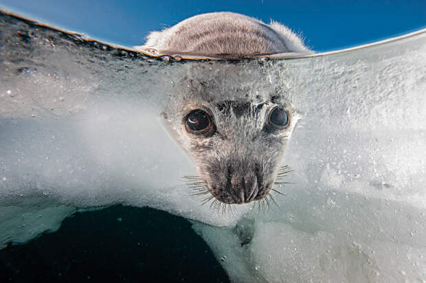 Любопытный гренландский тюлененок