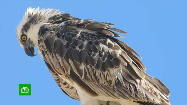 «Разоряющие» СМС от орлов: зачем на птиц ставят GPS-трекеры