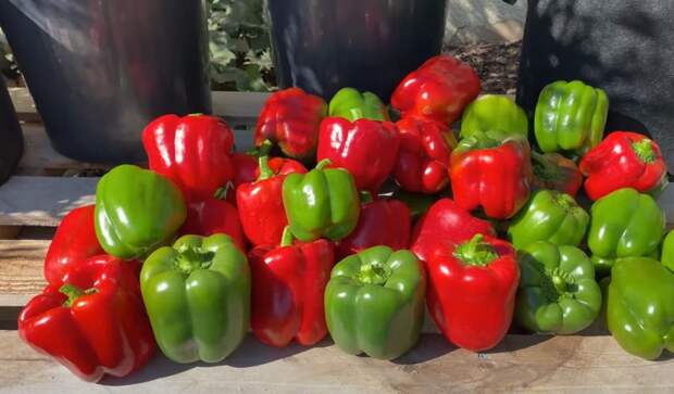 Чем «кормить» болгарский перец в августе, чтобы получить больше урожая