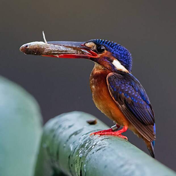 Великолепные фотографии птиц Джонсон Чуа